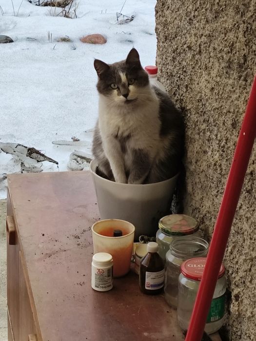 Крысыловы котята и кошка.