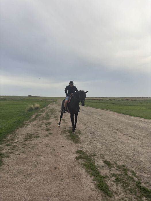 Айғыр сатылады 4жасар