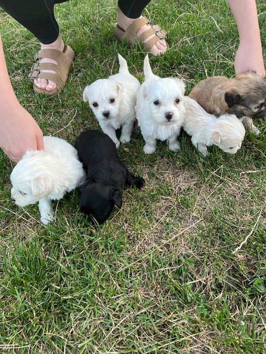 Donez pui Bichon