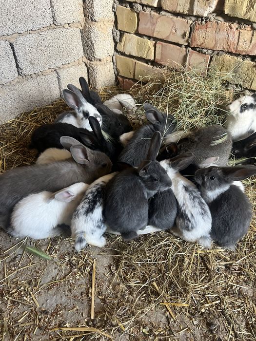 Quyon bolalari 1 oyli Sotiladi