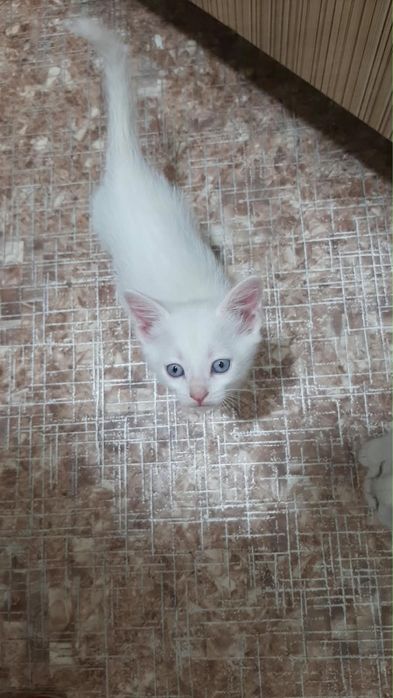Котенок в добрые руки
