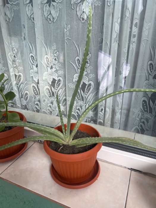 Aloe Vera in ghiveci