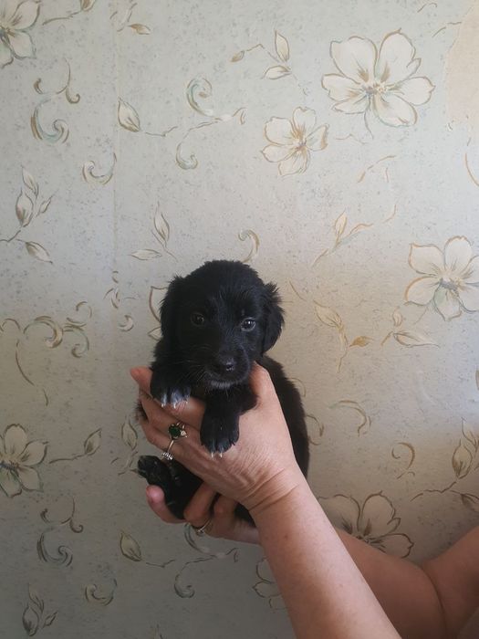 Домашние собачки