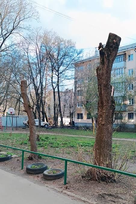 Спил дерево по городу Усть-Каменогорск