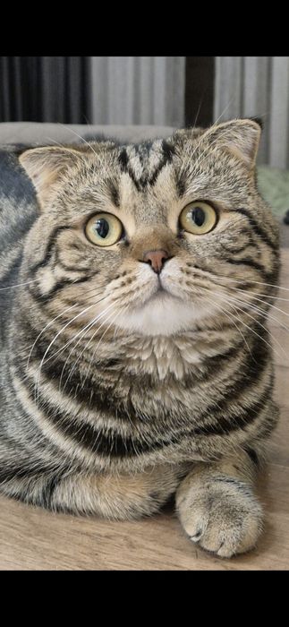 Кот приглашает на вязку