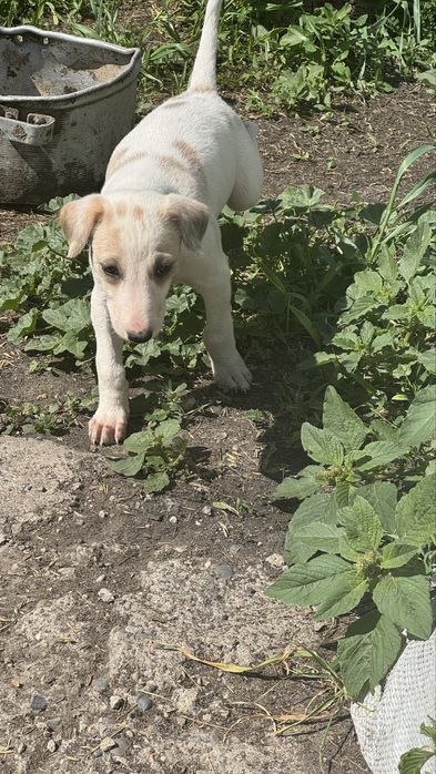 Кушиктер сатлады