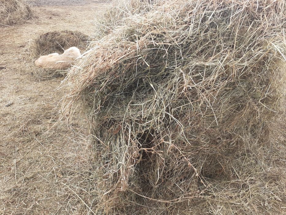 Vând baloti de lucerna, fan și paie de orz