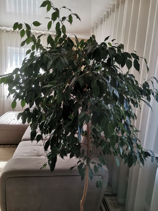 Продам цветок фикус