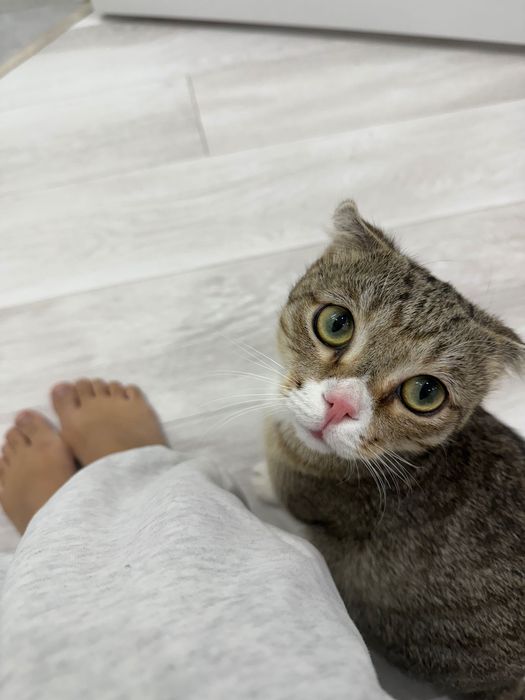 Продам кота, домашний, вислоухий
