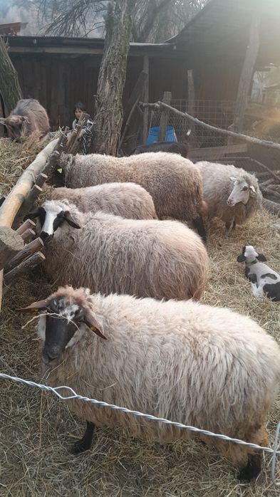 Vand oi si țap alpin