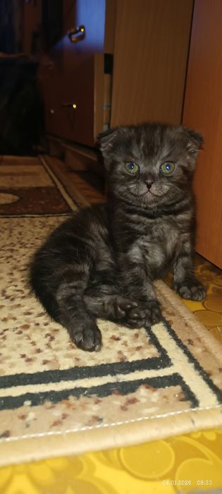 Котенок девочка британка