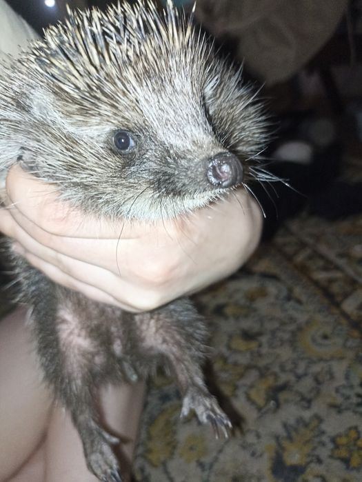 Продам ёжика домашнего