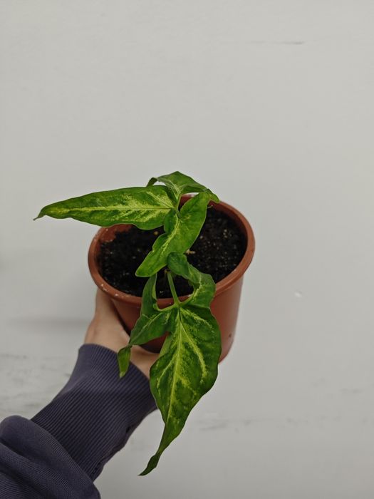 Продам комнатные растения