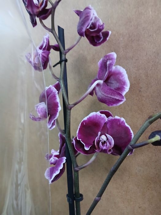 Орхидея качество Голландия