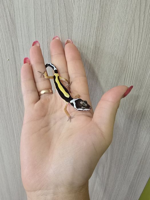 Яркий   эублефар