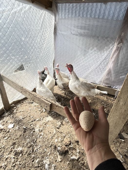 Индук жумырткасы инкубатор