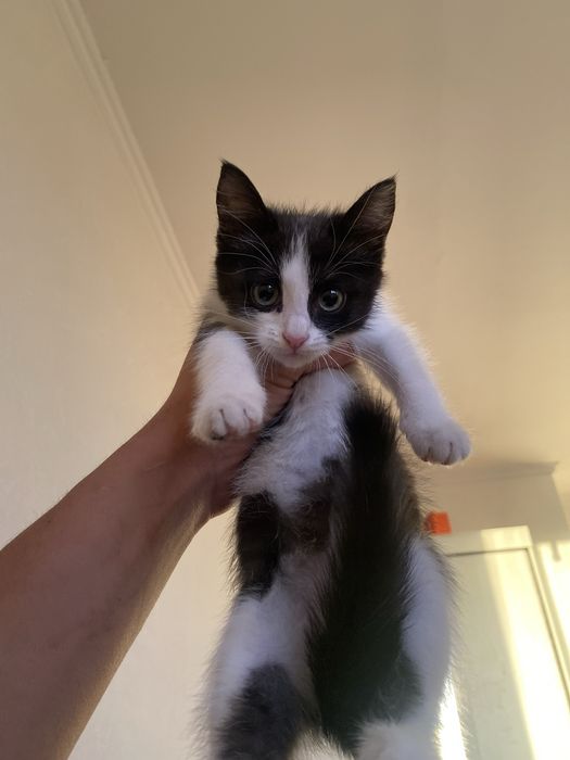 Отдам котенка в хорошие добрые руки
