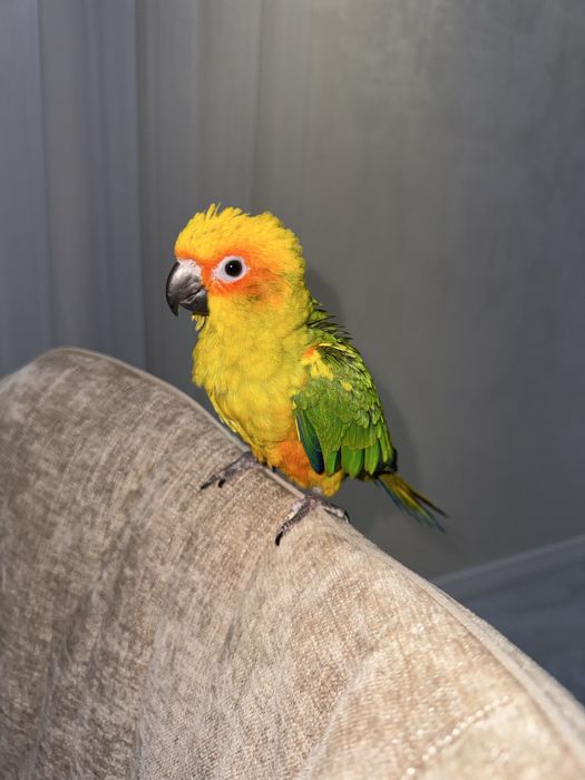 Ideal ruchnoy Aratinga Аратинга sotiladi