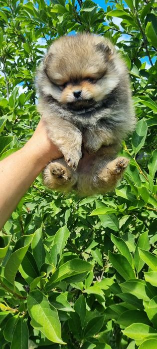 Померан померанче