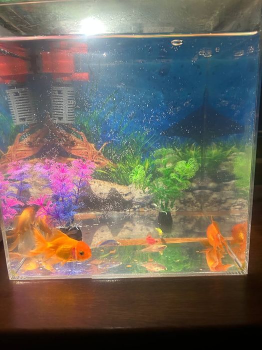 Akvarium baliglari bilan