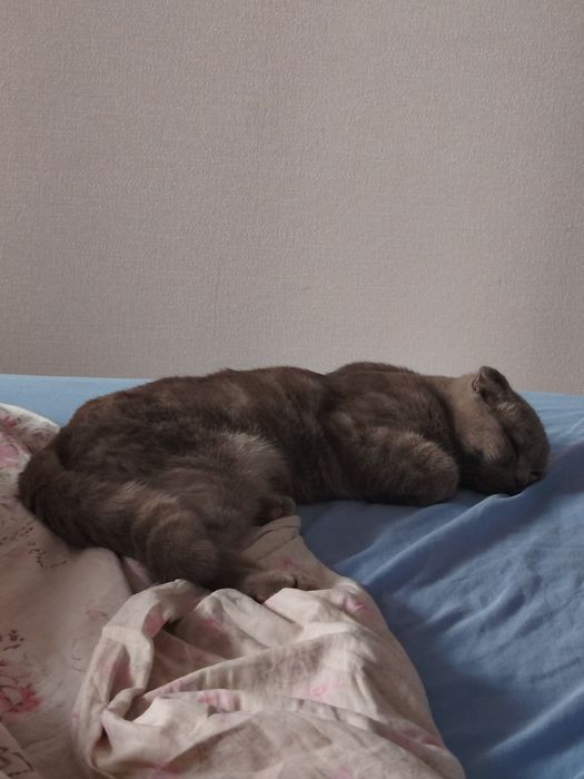 Вислоухий кот ищет подружку