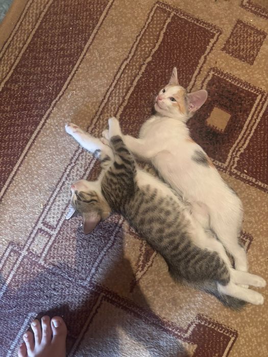Котята девочки припевочки