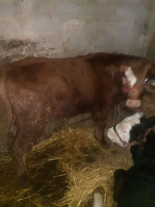 Vînd vițăi de rasă!