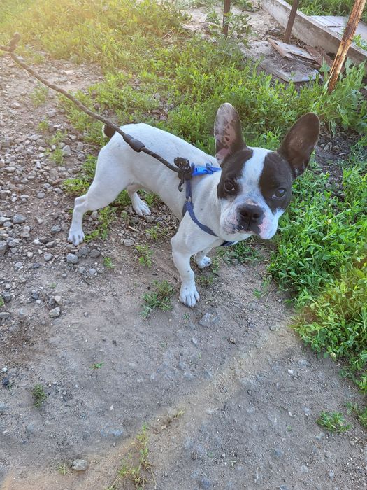 Французский бульдог