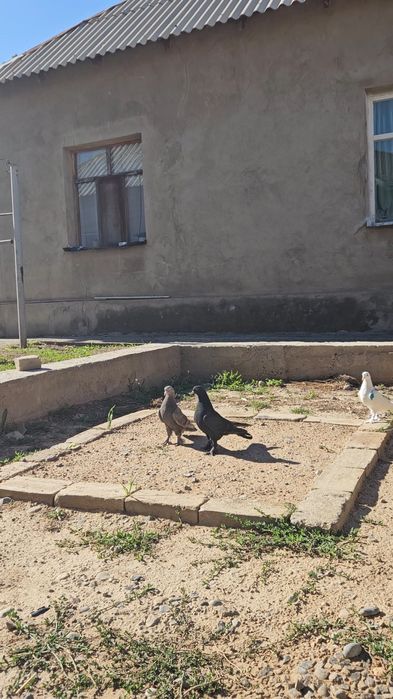 Голуби такла,бьяз,арап,пишят