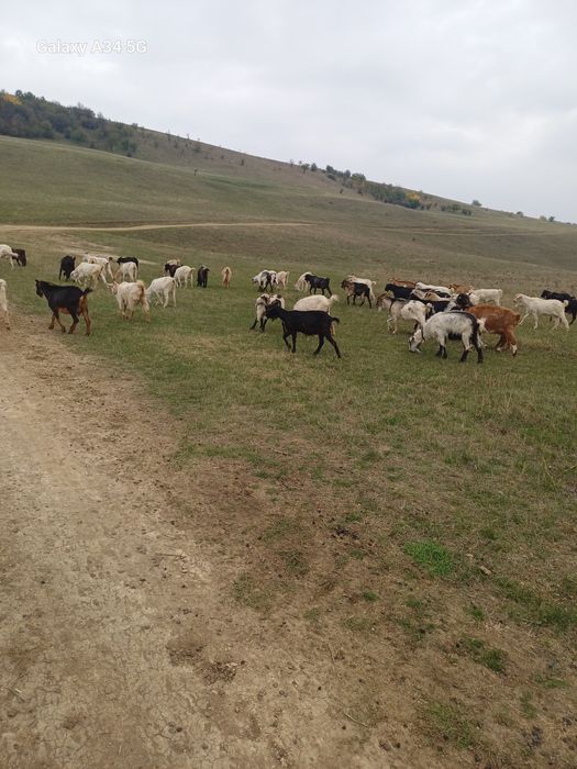 Vand capre sunt toate gestante