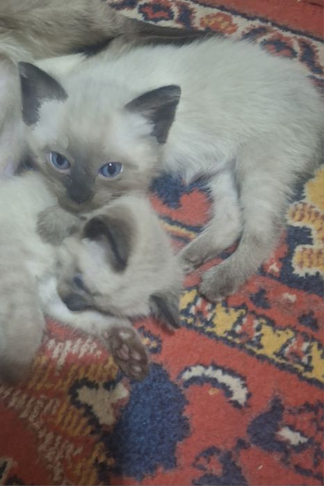 Продаются сиамские котята