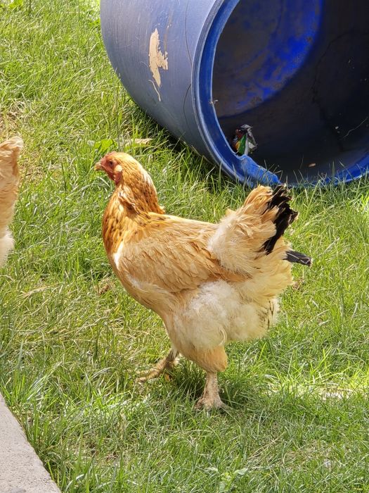 Куры и петух брама