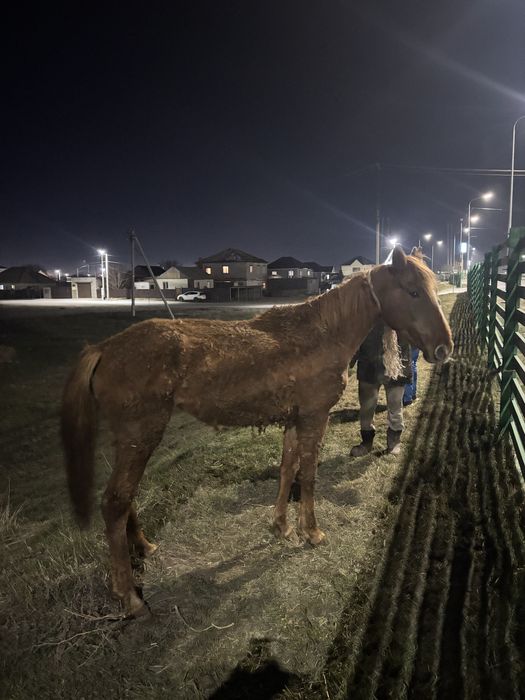 Бие сатамын (Костанай)