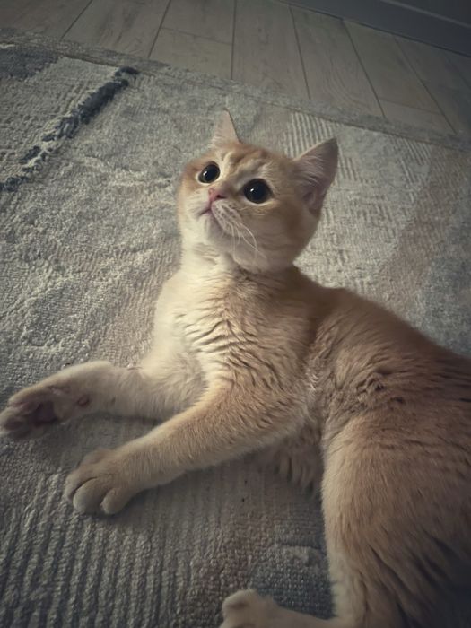 золотистая шиншилла