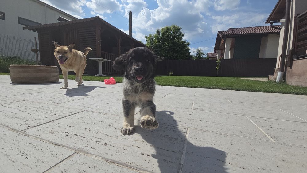 Cățel abandonat pentru adoptie