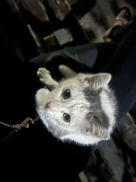 Котёнок маленький