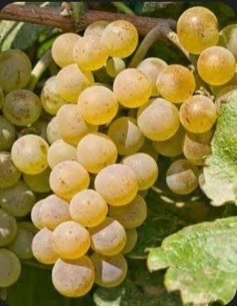 Vita de vie Căpsunică Neagra si Fragă Albă