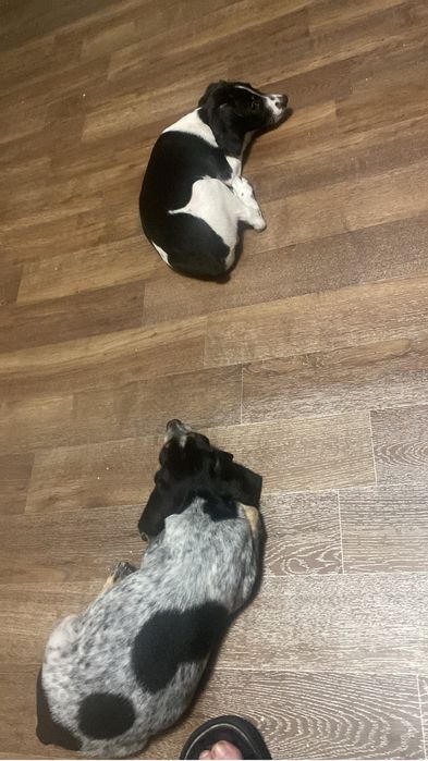 Собаки щенки такса и спаниель