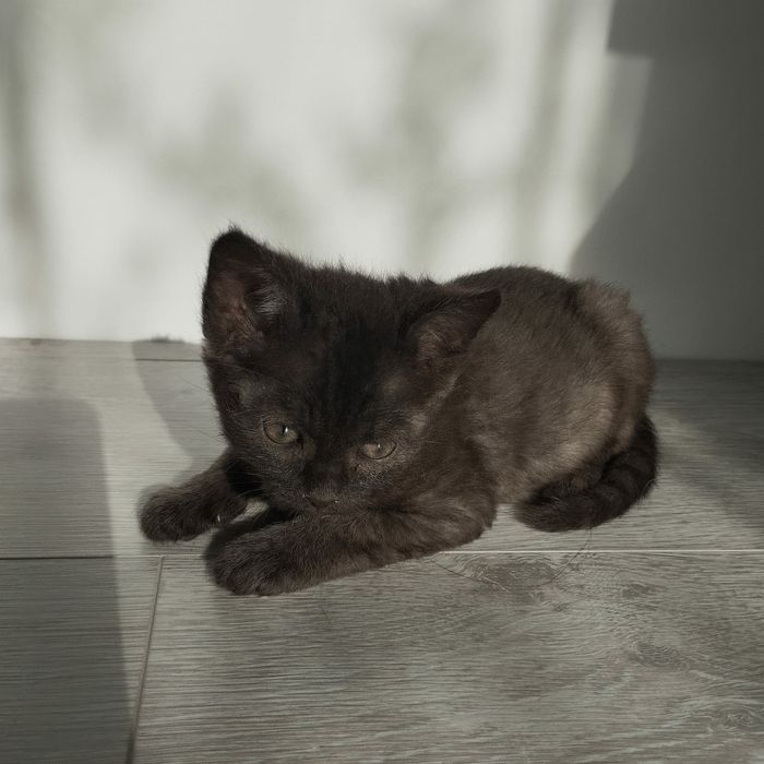 Котёнок девочка отдадим в хорошие руки