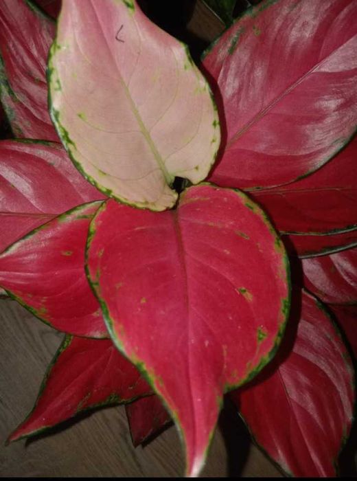 Продам комнатные цветы