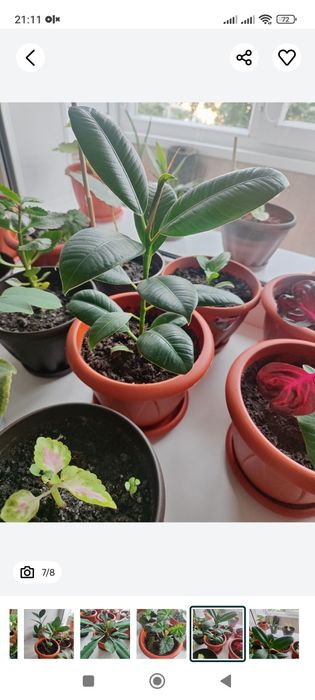 Комнатные цветы  , растения