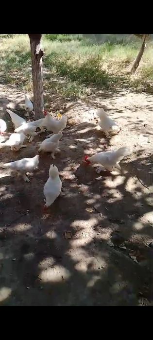Корейский тауыктар сатылады