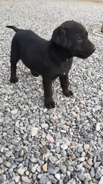 Продается щенок. Смесь , мать лабрадор отец доберман