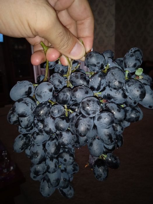 Обрезка плодовых деревьев