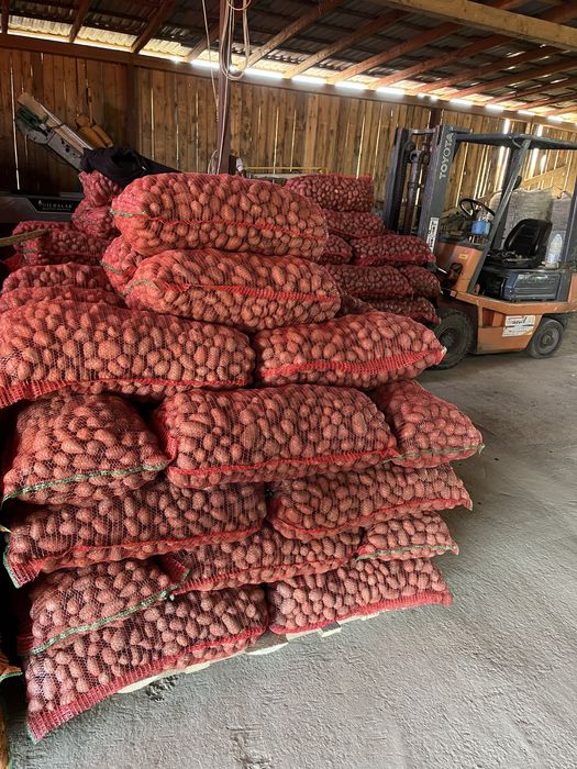 Cartofi de sămânță-Recent ambalată