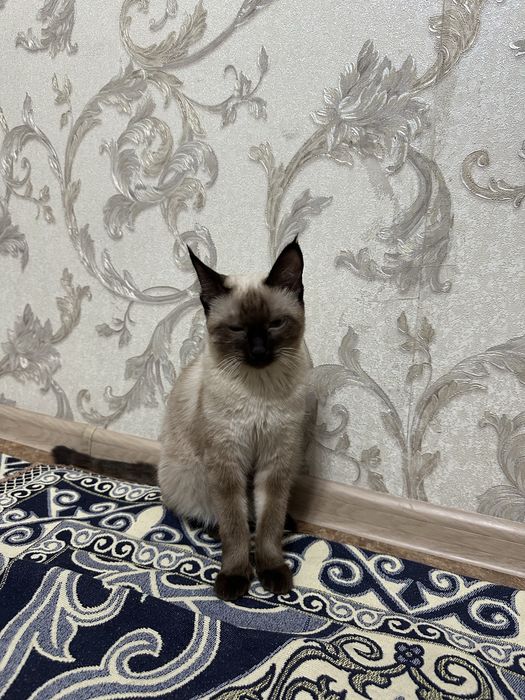 Сиамская  кошка