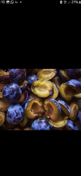 Prune de țuică bine coapte, ideale pentru distilare