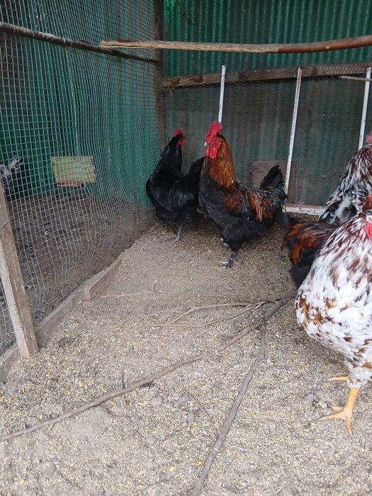 Cocoși de diferite rase