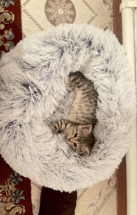 Продам Кошку Британку