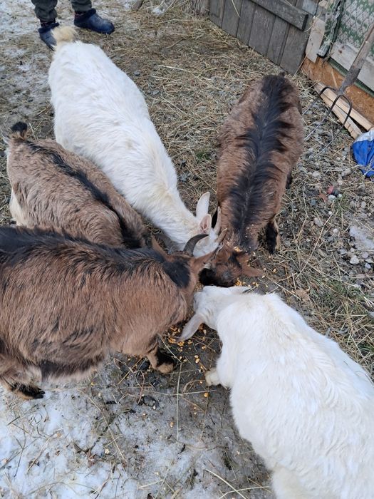 Vănd  5 ieduțe din vară din mame bune de lapte